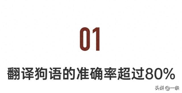 全球首个宠物翻译器，上线爆火-1.jpg