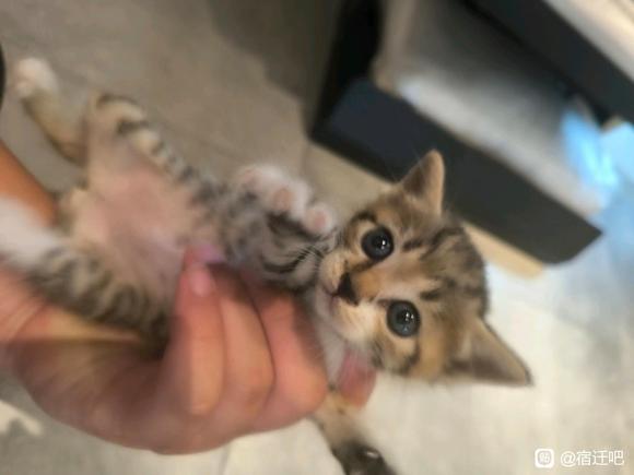 在宿迁洋河如家酒店门口玩的时候遇到小猫求好心人领养